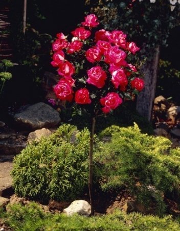 Róża PIENNA DRZEWKOWA w Doniczce 80 cm wysokości - już KWITNIE