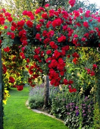 Róża Pnąca w Doniczce – Kwitnąca Sadzonka 120 cm wysokości