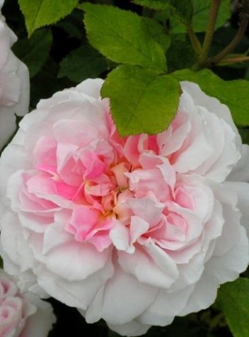 Róża (Rosa) Cottage Rose