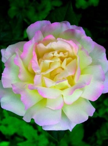 Róża (Rosa) Peace