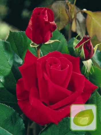 Róża (Rosa) Wielkokwiatowa Hybrid Tea - Mr. Lincoln