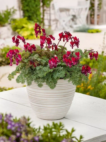 Serduszka (Dicentra) Burning Hearts