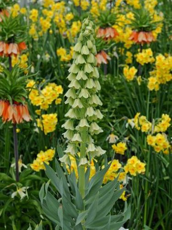 Szachownica (Fritillaria) Persica Ivory Bells