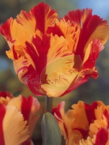 Tulipan FLAMING PARROT 11/12