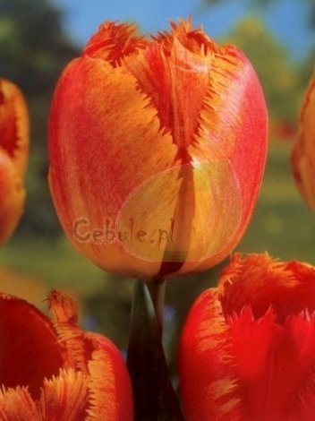 Tulipan Fringed Solstice