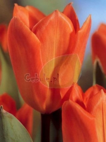Tulipan Orange Emperor