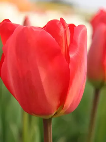 Tulipan (Tulipa) Darwina 'Apeldoorn' 3 szt.