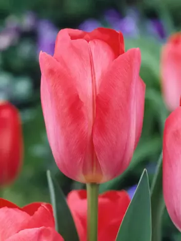 Tulipan (Tulipa) Darwina 'Van Eijk' 3 szt.