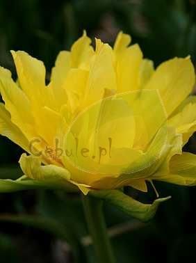 Tulipan Yellow Spider 11/12 .