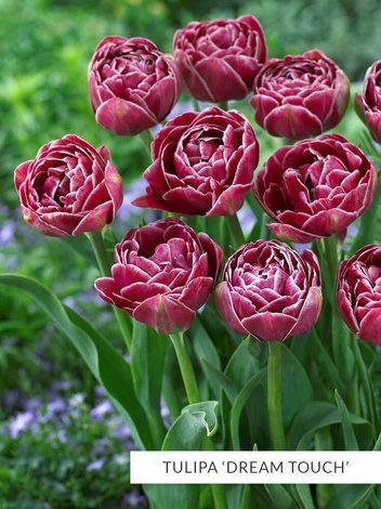 Zestaw Ekskluzywne Tulipany Pełne