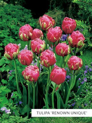 Zestaw Ekskluzywne Tulipany Pełne