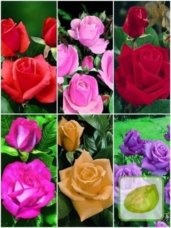 Zestaw Róże Wielkokwiatowe KOLORY