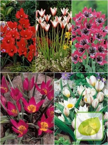 Zestaw Tulipany Botaniczne 3