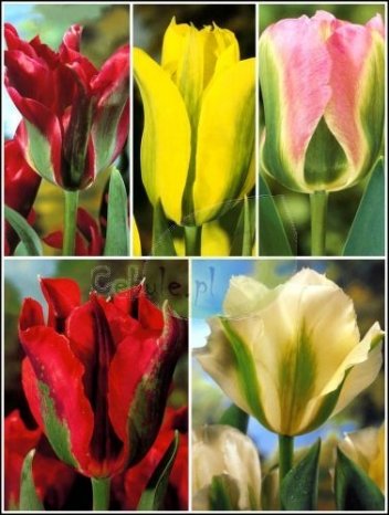 Zestaw Tulipany Egzotyczne