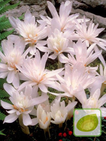 Zimowit (Colchicum) Alboplenum