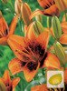 Lilia (Lilium) Pixels Orange