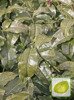 Nasiona Herbata Chińska - Camellia Sinesis