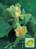 Nasiona Tulipanowiec Amerykański - Liriodendron Tulipifera